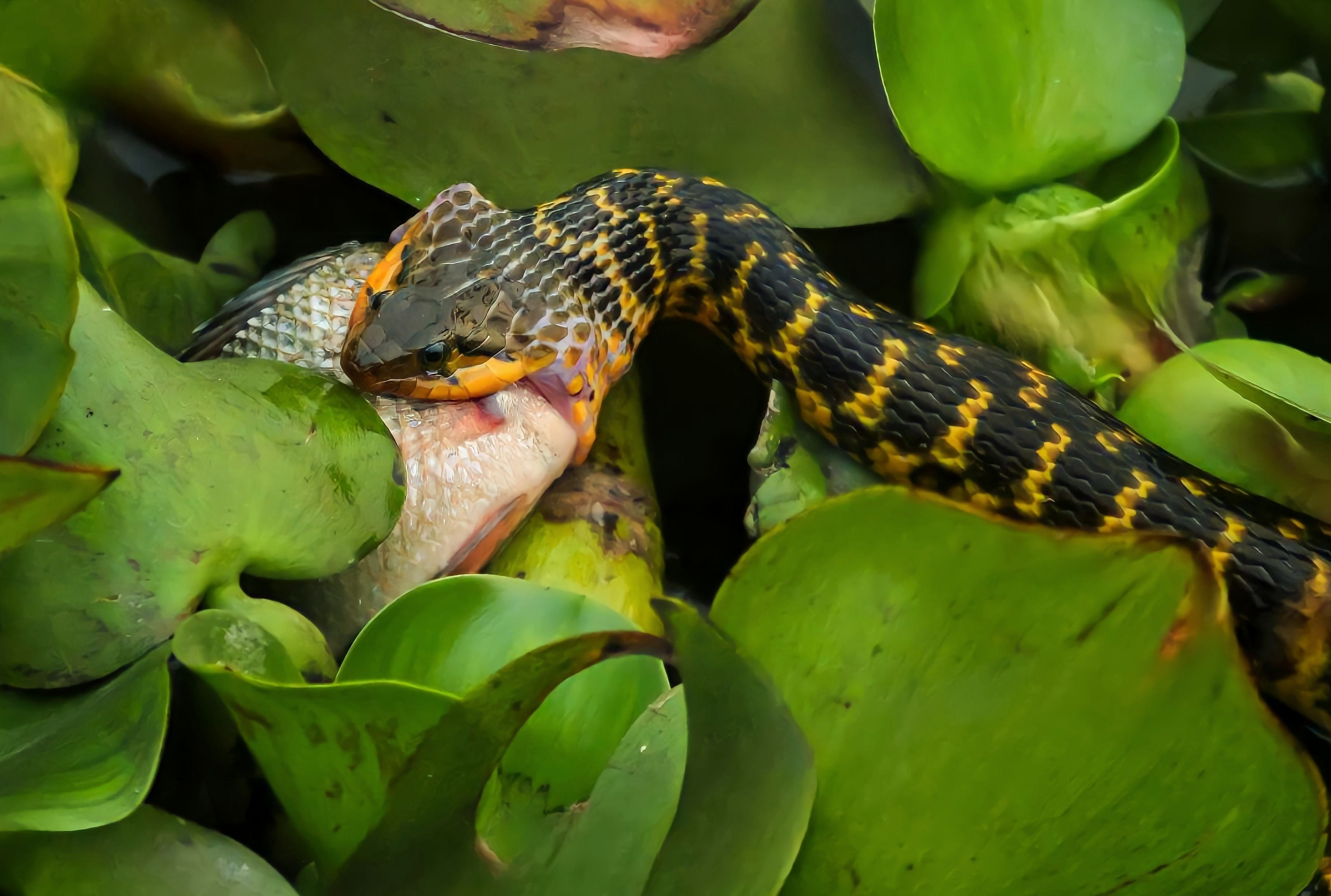 The Tilapia meets it\'s fate in the jaws of the Snake
