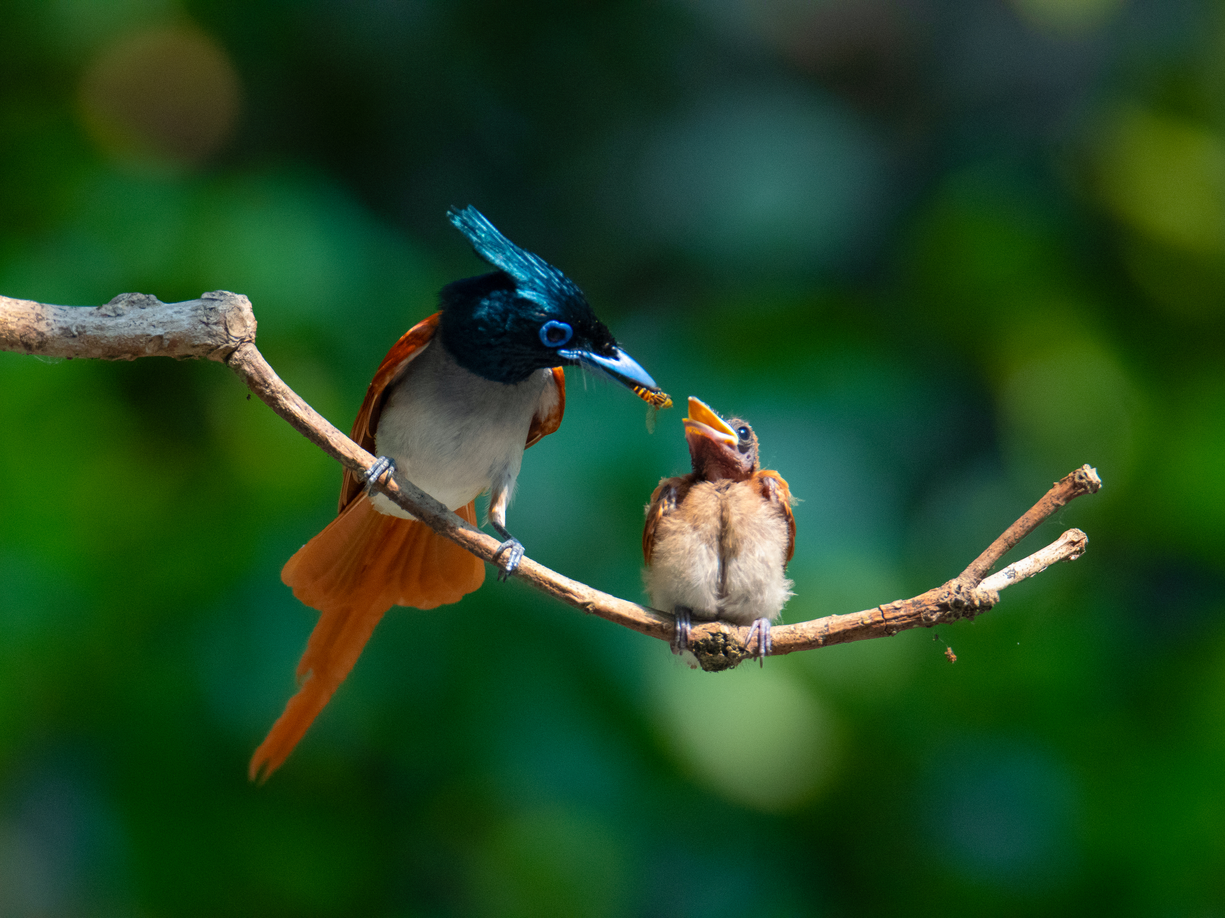 Tiny beaks, big appetites and an even bigger love story!