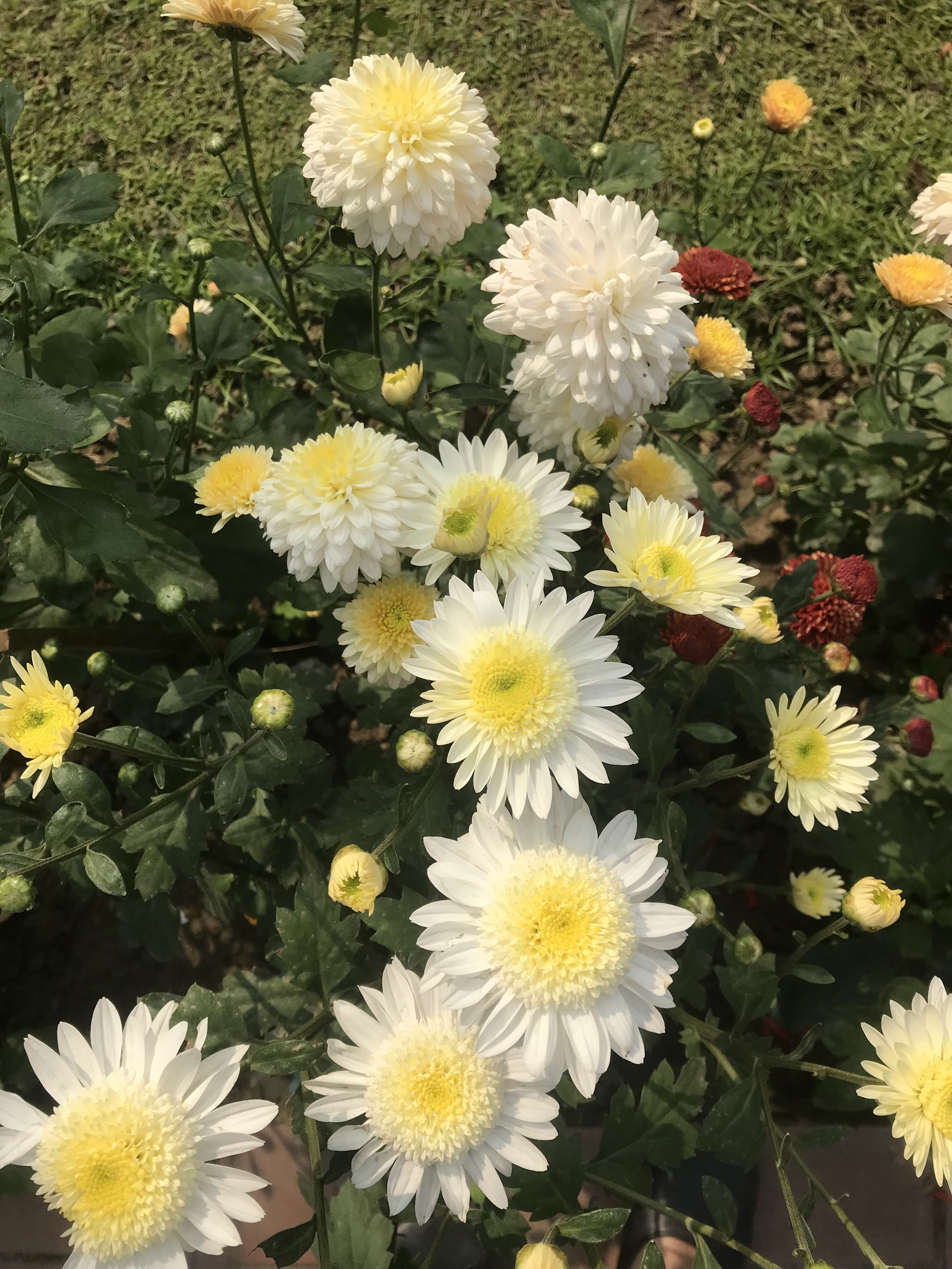 Glowing Beauty Of Nature