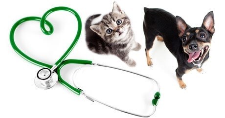 Veterinary Specialized...