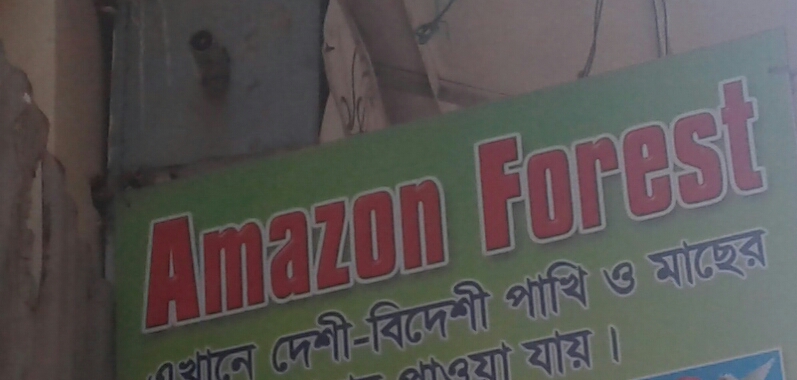 Amazon Forest