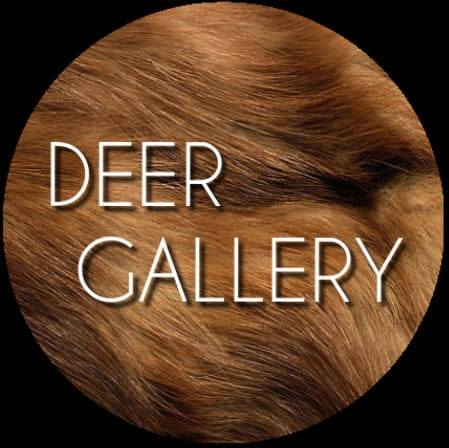 Deer Gallery