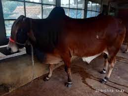 ALIF Poultry & Dairy Complex