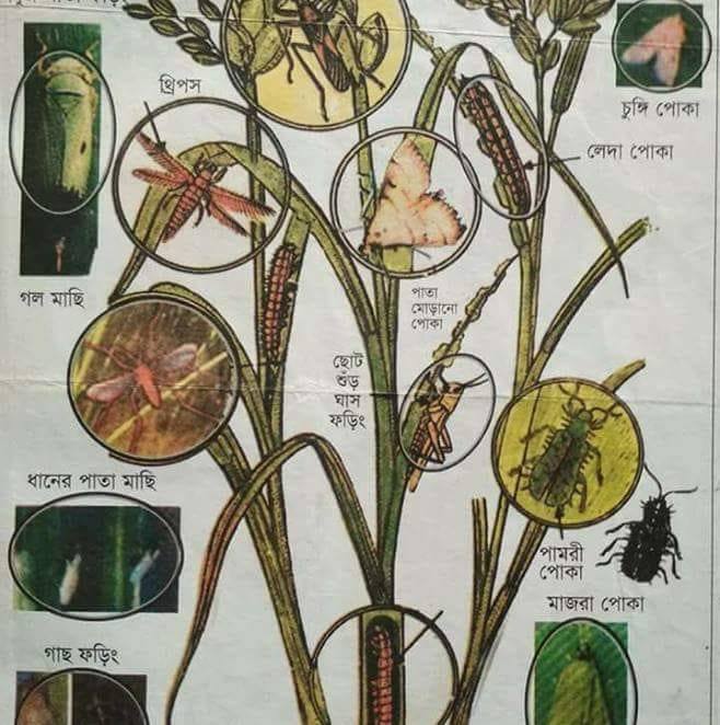 Agronet Crop Science Limited