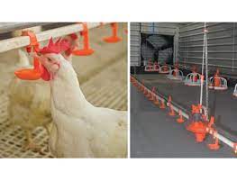 Aziron Poultry Farm