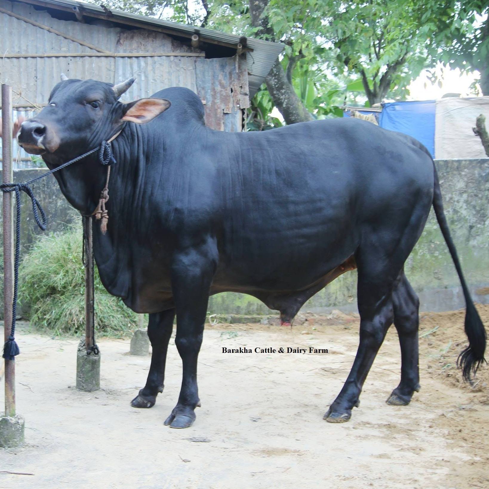 Barakha Cattle & Dairy Farm