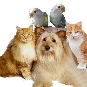 Biocare Pet Zone