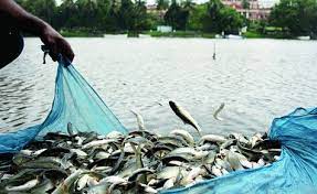 Bristi Fishery Project