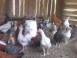 Brother's Poultry Farm