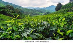 Chandpore Tea Factory