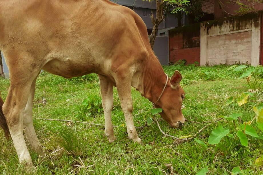 Chowdhury Agro Farm