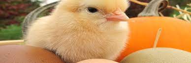 Denm Poultry Complex