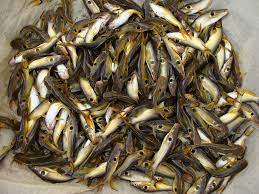 Dhanshiri agro fisheries