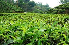 Dilkusha tea estate factory