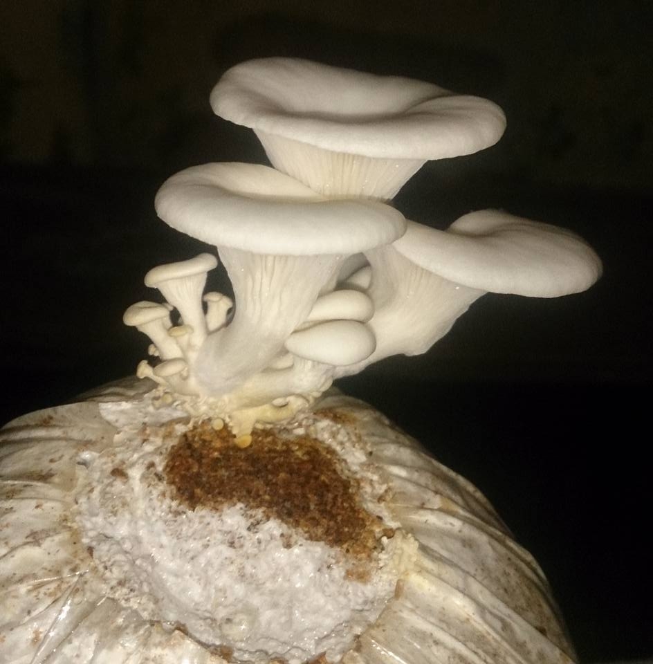 Dipta Mushroom Agro Farm