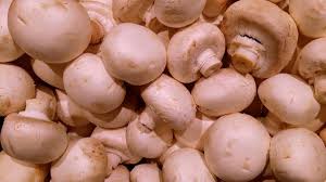 Family Mushroom Farm