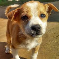 Gulshan Pet Clinic