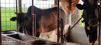 Harvest Dairy And Agro