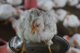 Hasan Poultry Farm