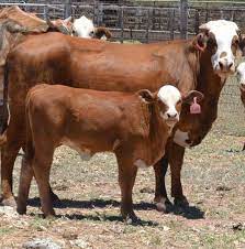 Jahangir Dairy Firm