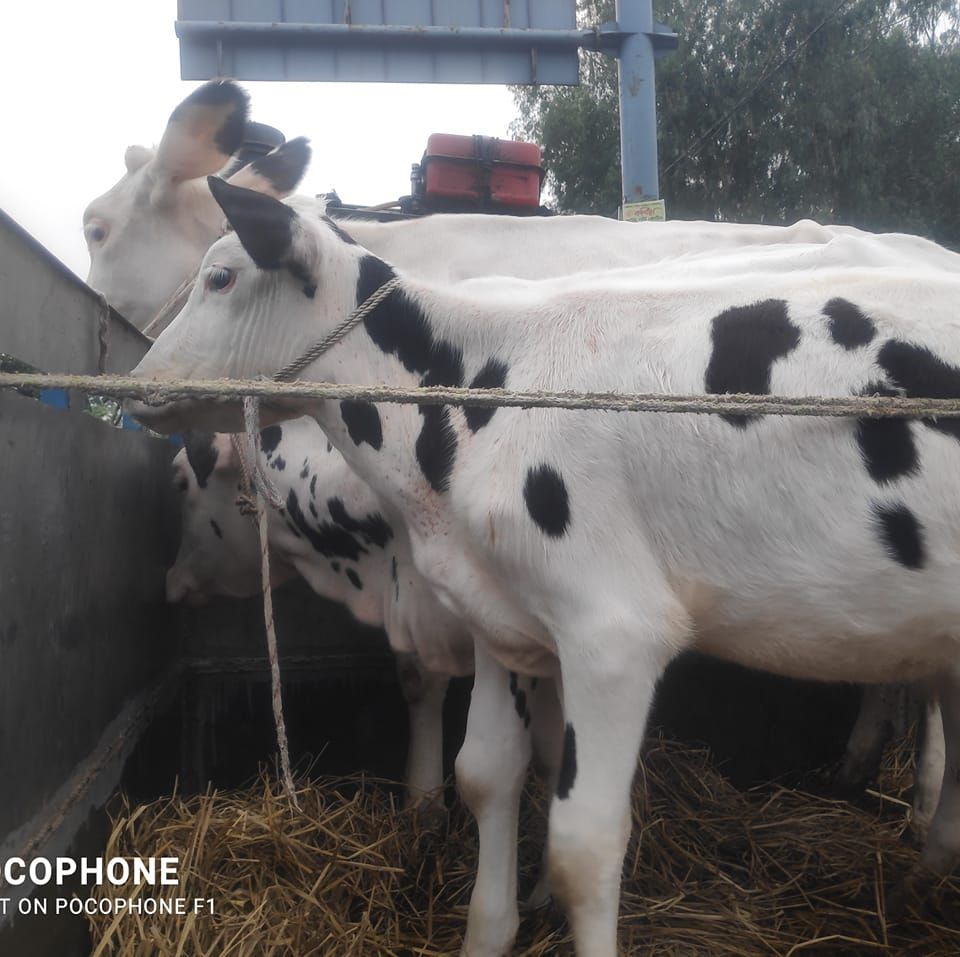 Khalid Agro & Fattening Farm