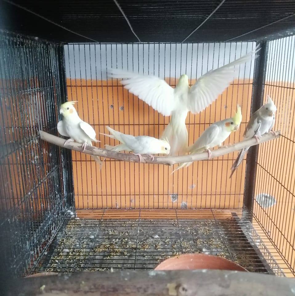 Khulna Aviary