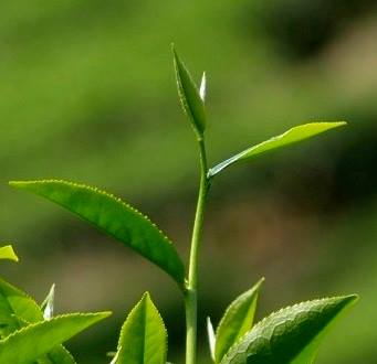 Kodala Tea Estate