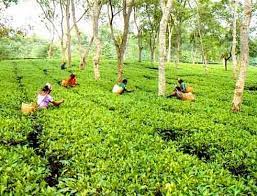 Luskerpore Tea Estate