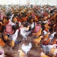 Ma Moni Poultry Farm