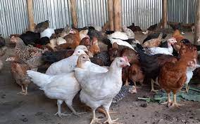 Maisha Poultry Firm