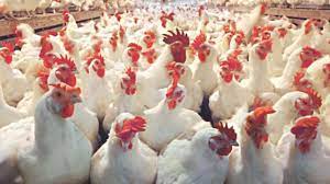 Molla Poultry Farm