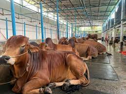 Moulana Sheikh Ansar Ali Agro