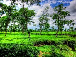 Noyapara Tea Factory