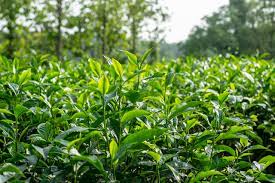 Rangapani Tea State