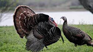 S.K. Farms. Turkey farm &...