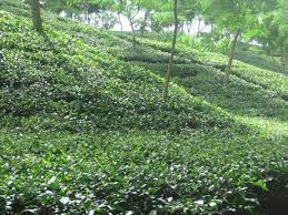 Satchori Tea Estate