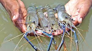 Shuvo Fish & Shrimp Hatchery