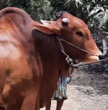 Sopura Agro