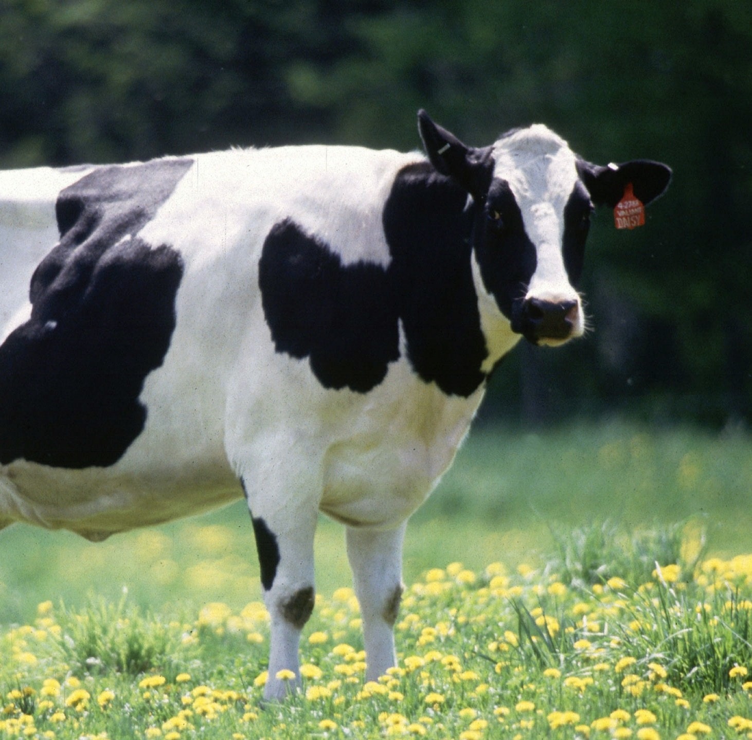 Unity Dairy
