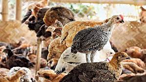 Urmi Poultry Farm