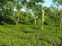 Zareen Tea Estate