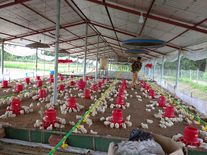 MK Poultry, Ramu