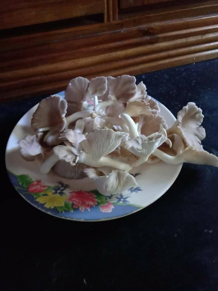 Tepantar Mushroom Institute