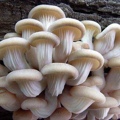 নারায়ণগঞ্জ...