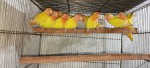 A and A Aviary