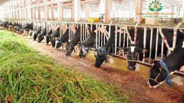 Advanced Agro Farm Bangladesh