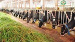 Advanced Agro Farm Bangladesh