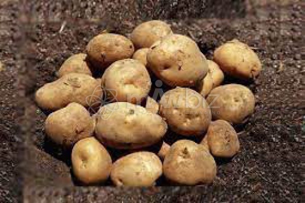 Agrokagri Commodities Ltd