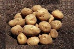 Agrokagri Commodities Ltd