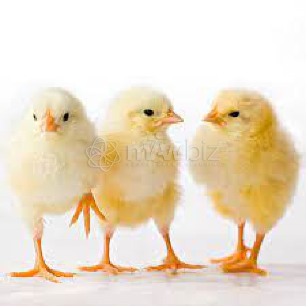 Akhi Poultry Complex